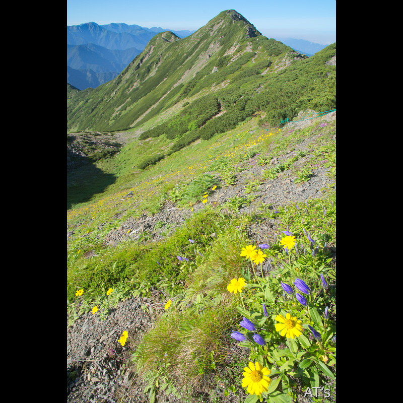 北側稜線のお花畑と大仙丈ヶ岳