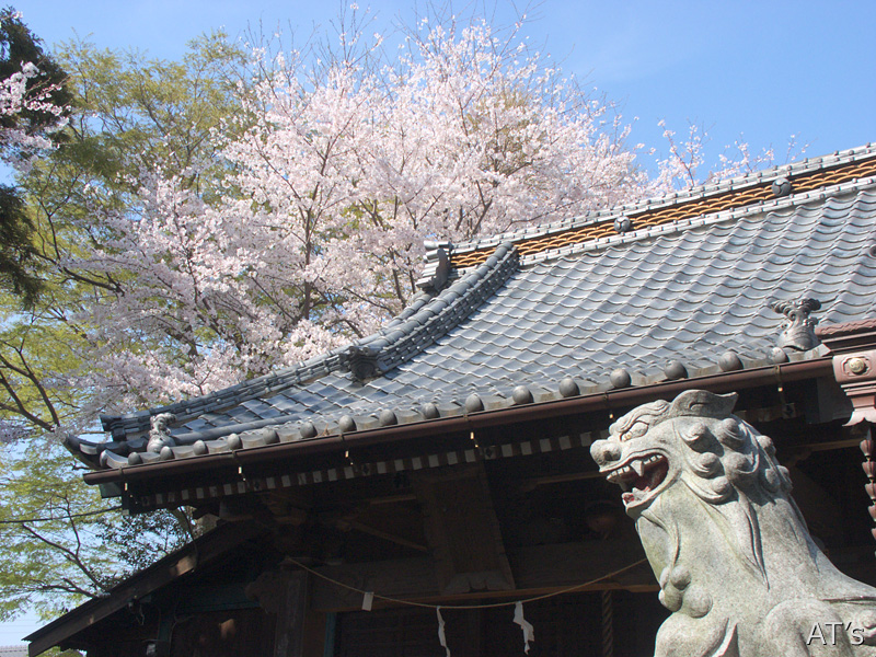大宮神社／船橋の桜
