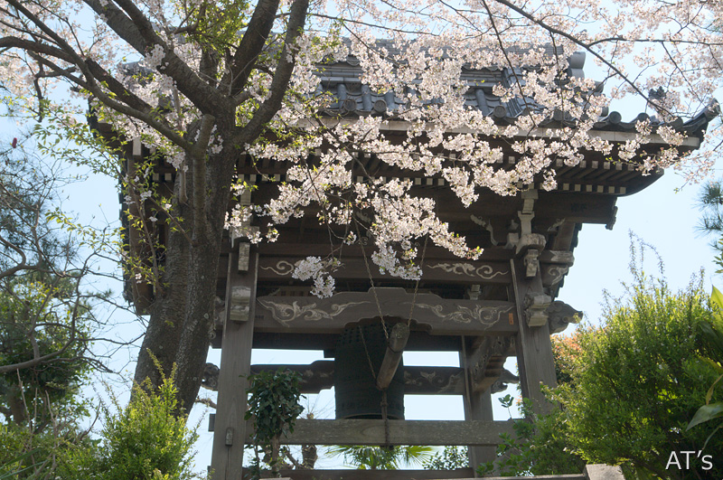 了源寺／船橋の桜