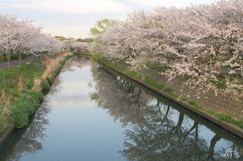 海老川／船橋の桜