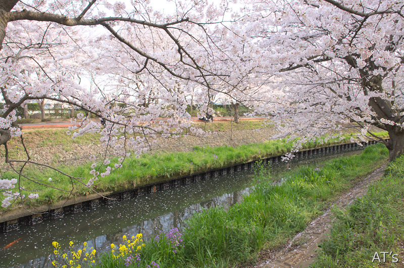 海老川／船橋の桜