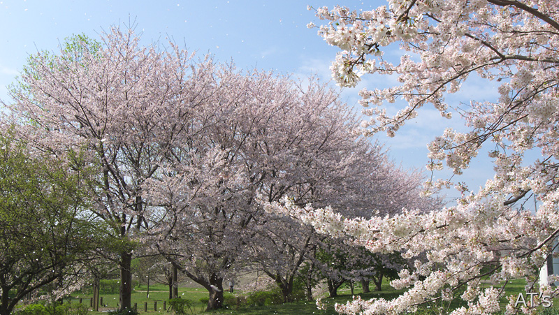 長津川／船橋の桜
