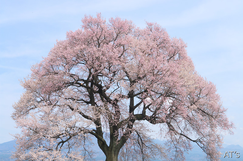 わに塚の桜／山梨県韮崎市