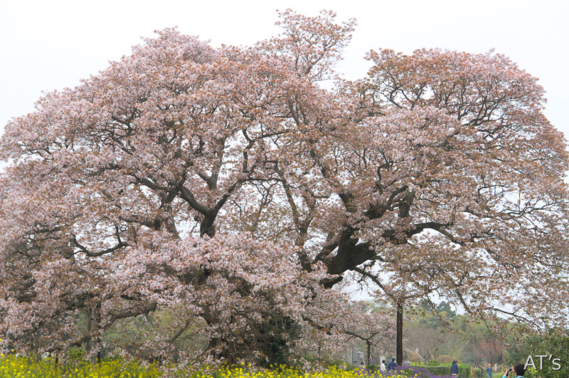 吉高の大桜／千葉県印西市