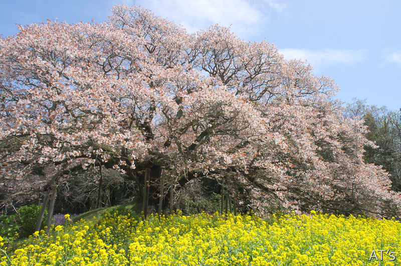 吉高の大桜／千葉県印西市