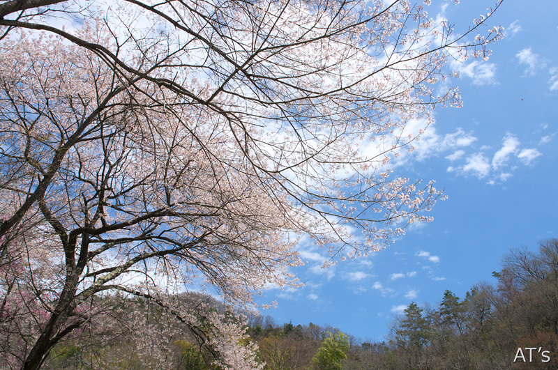 浅利集落付近に咲く桜／岩殿山