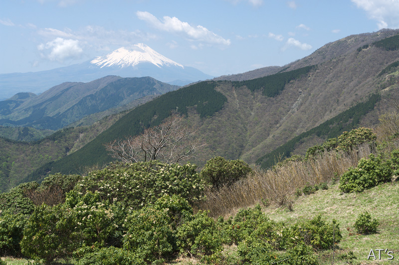 鳥尾山～行者ヶ岳から見た富士山／丹沢
