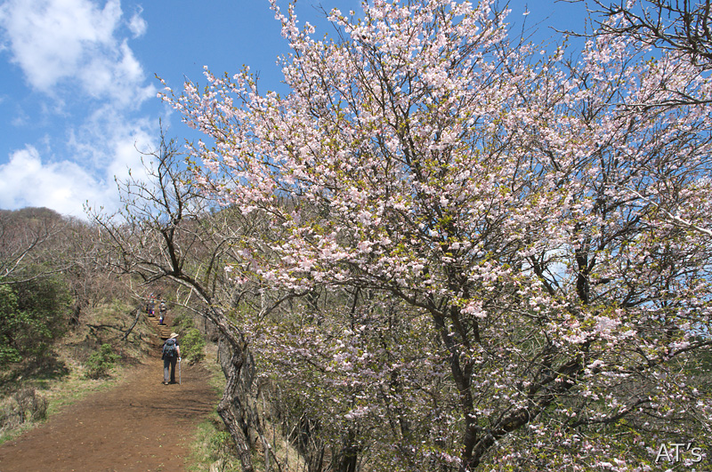 行者ヶ岳西側の豆桜