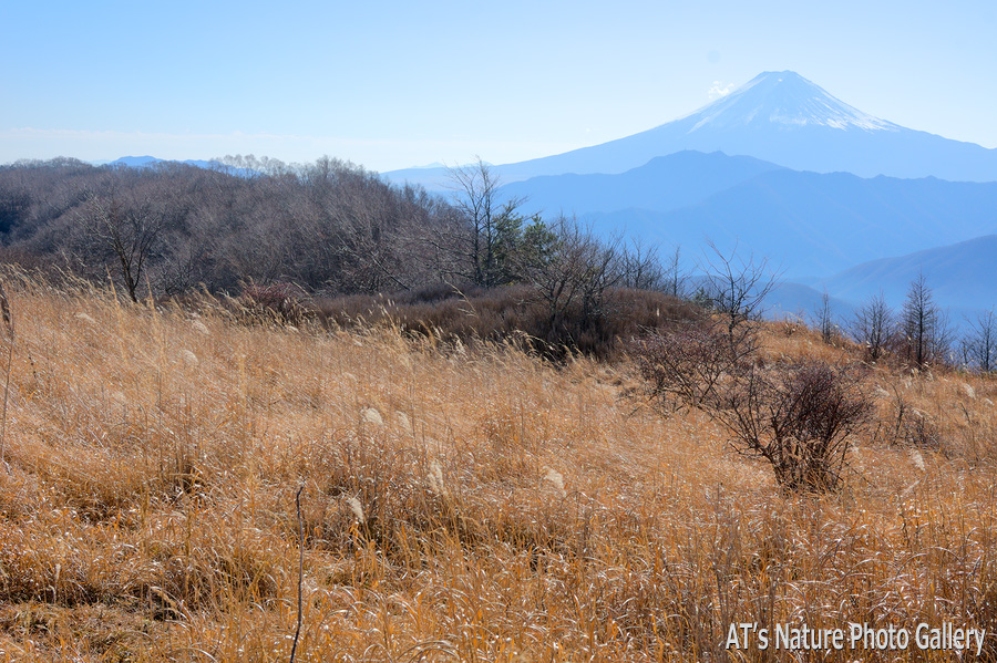 大蔵高丸から／大月市、都留市周辺の山から富士山展望