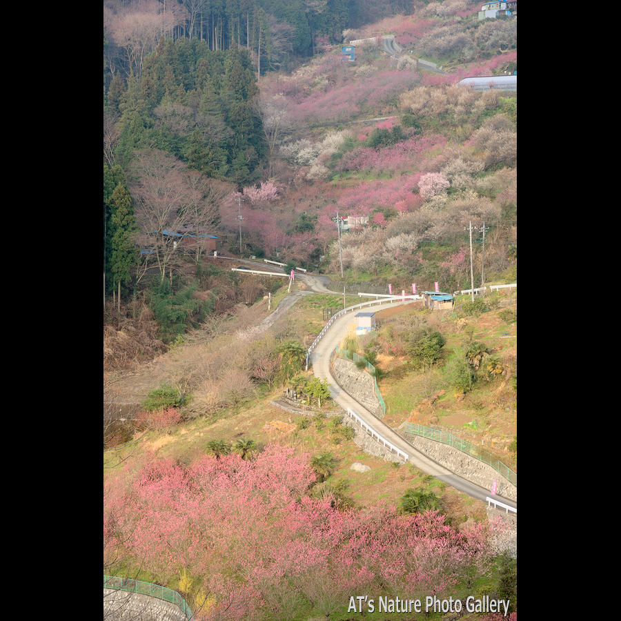 大内山展望台から見た大内沢花桃の郷