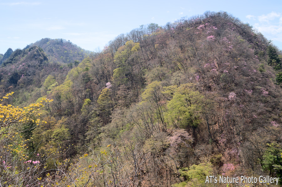 烏帽子岳から見たシラケ山とマル／群馬県上野村、南牧村