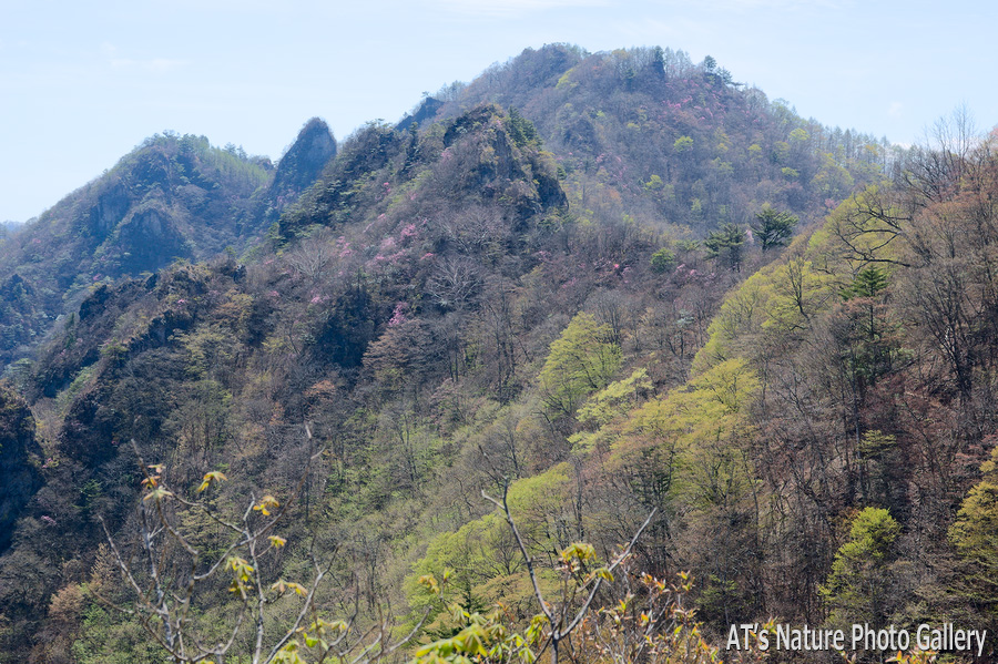 烏帽子岳から見た天狗岩とシラケ山／群馬県上野村、南牧村