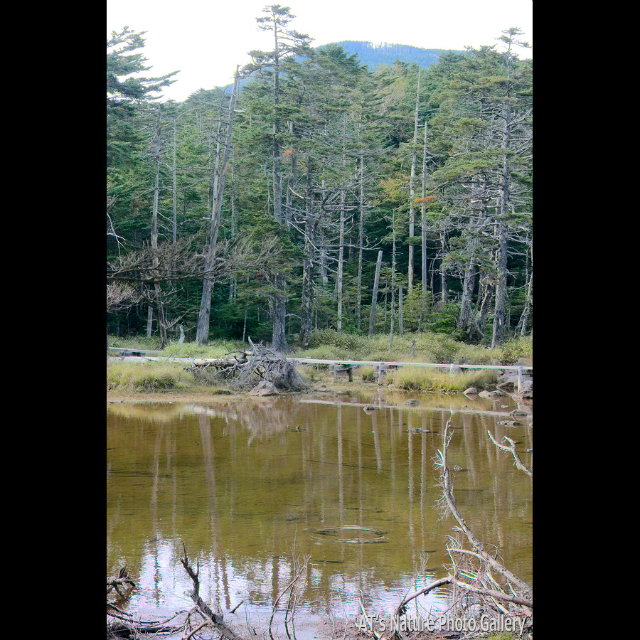茶水池と茶臼山／にゅう、稲子岳／北八ヶ岳