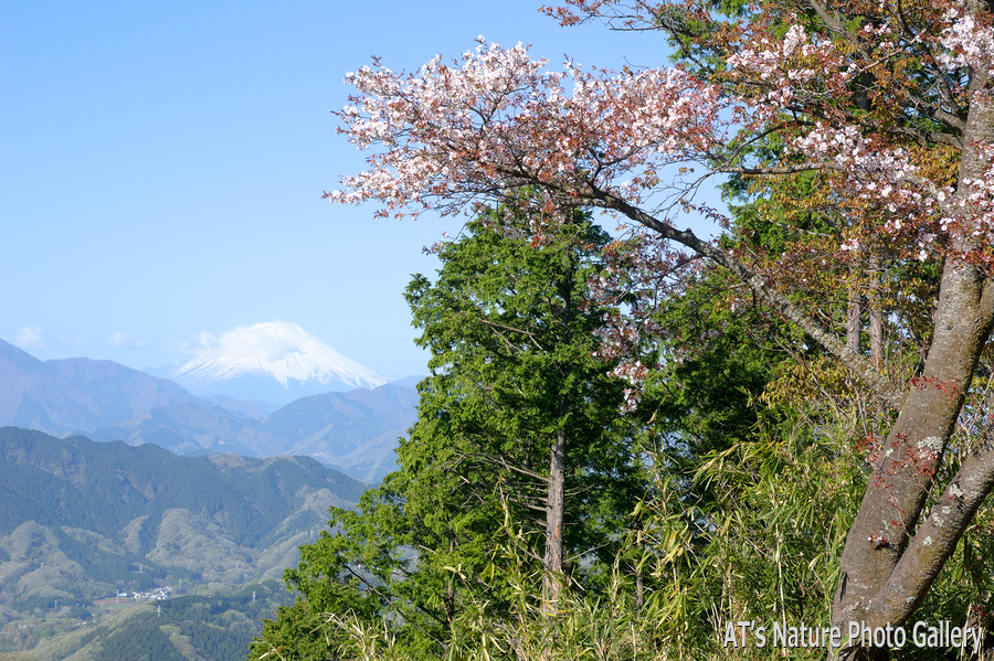 モミジ台から見た富士山／奥高尾の桜