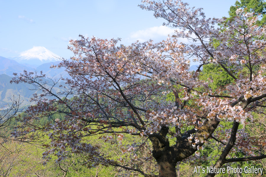 モミジ台付近から富士山／奥高尾の桜