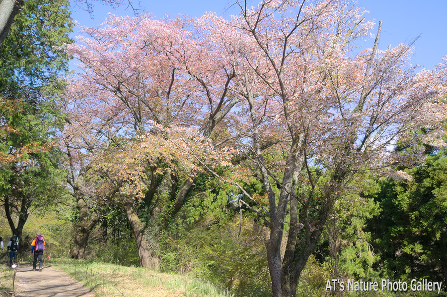 高尾山～一丁平／奥高尾の桜