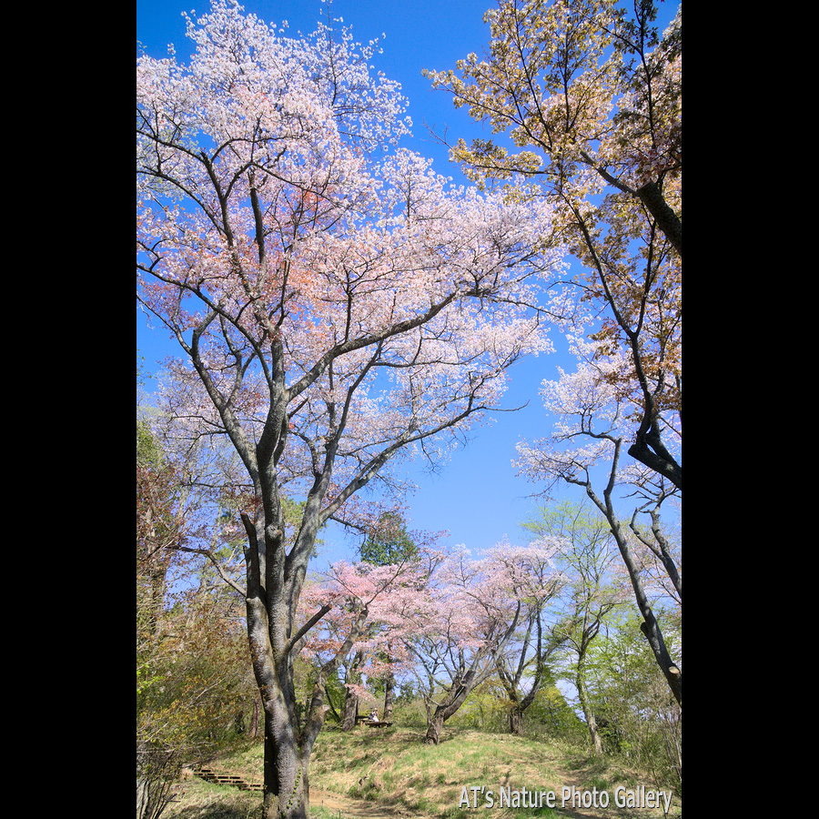 一丁平～小仏城山／奥高尾の桜