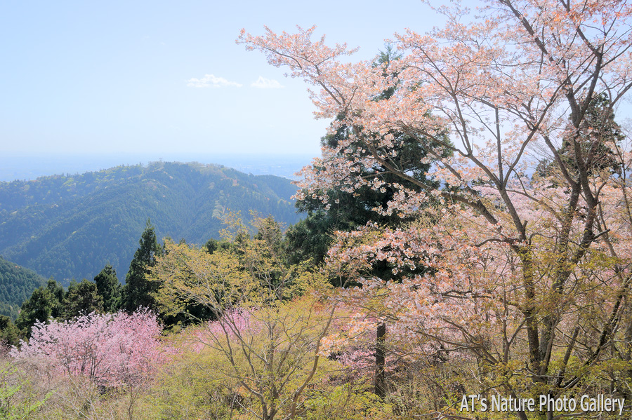 小仏城山から見た高尾山／奥高尾の桜