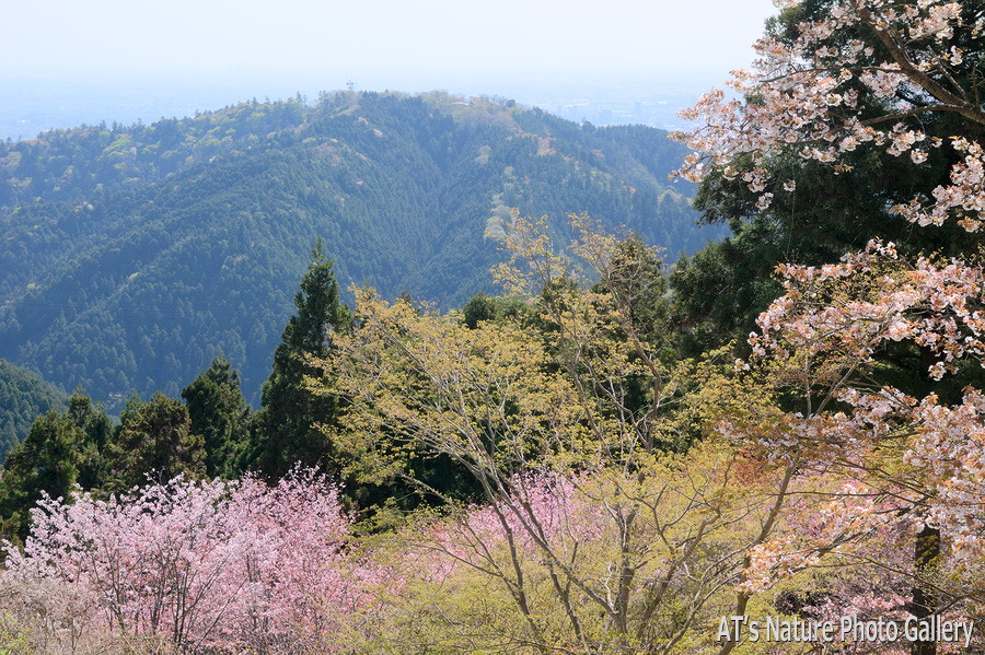 小仏城山から見た高尾山／奥高尾の桜