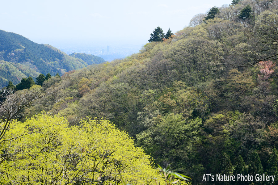 小仏峠から見た八王子市街方面／奥高尾の桜