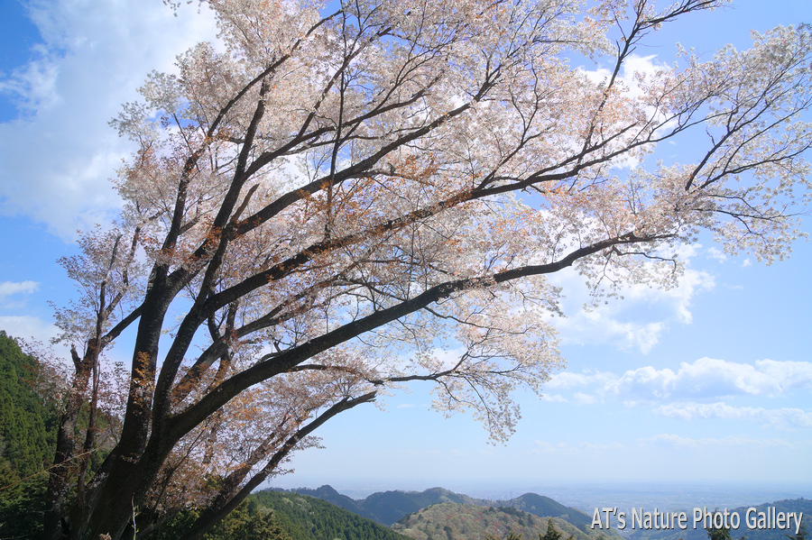 景信山中腹の桜／奥高尾の桜