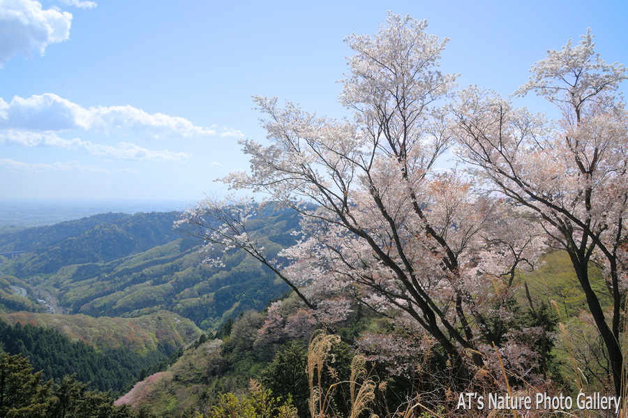 景信山中腹から見た高尾山方面／奥高尾の桜