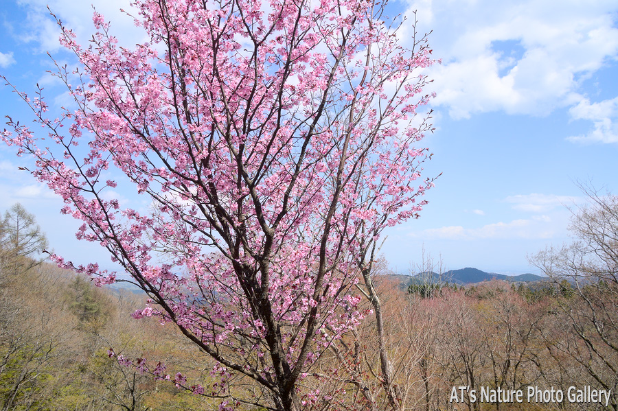 陣馬山から見た景信山方面／奥高尾の桜