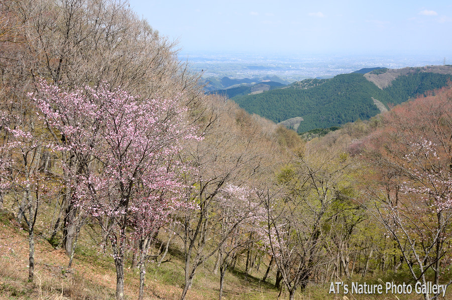 陣馬山から見た堂所山と八王子市街／奥高尾の桜