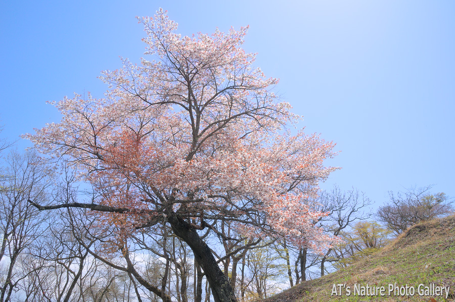 陣馬山頂直下の桜／奥高尾の桜