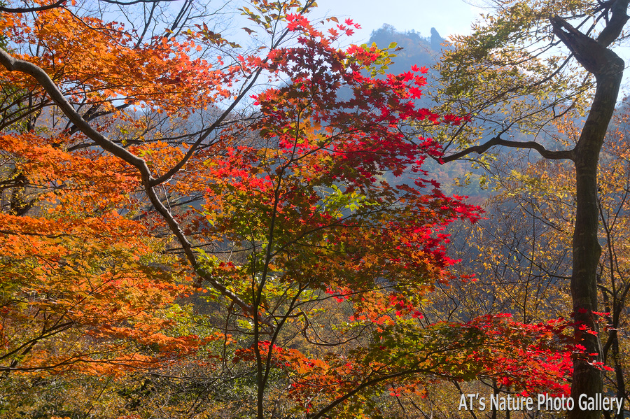 相馬岳コースの樹間から覗く金洞山／妙義、白雲山