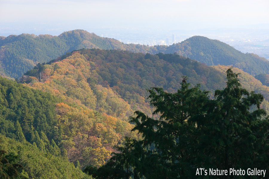 景信山から見た東尾根と北高尾山稜／奥高尾の紅葉