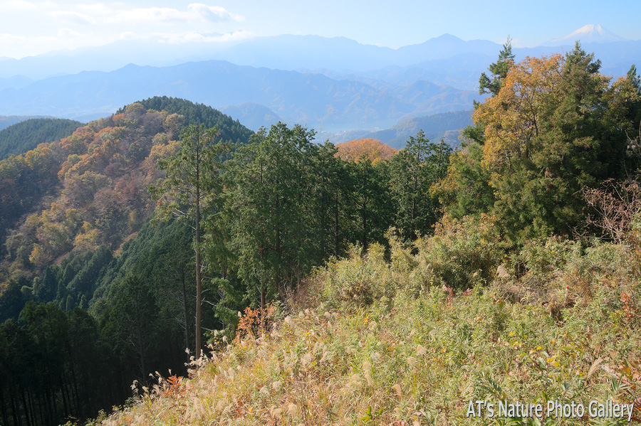 景信山から見た丹沢と富士山／奥高尾の紅葉