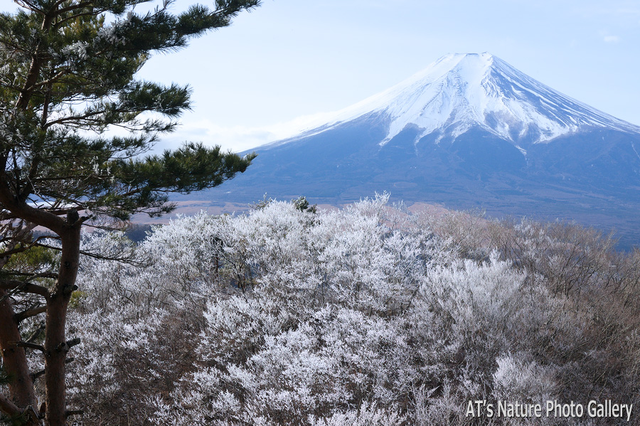 倉見山から見た富士山