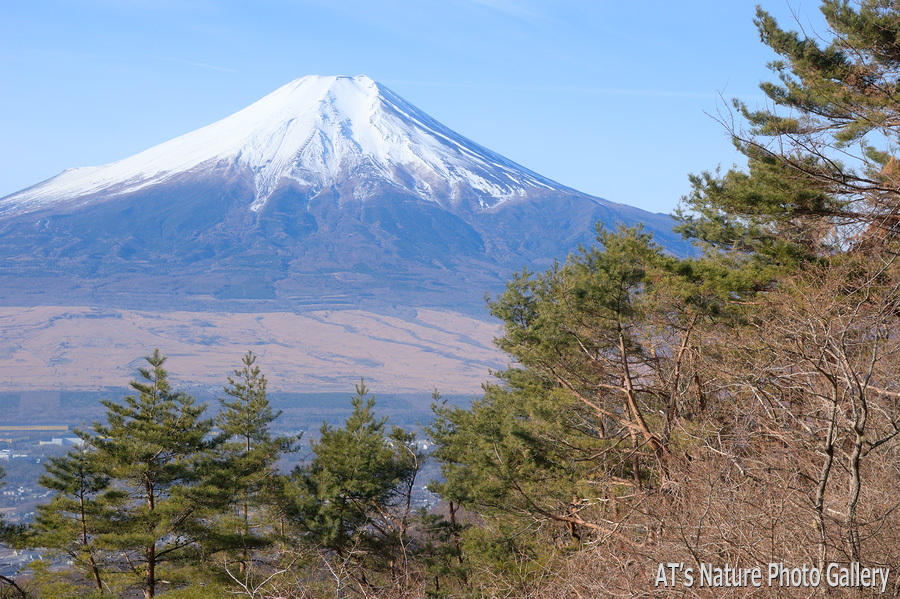 杓子山中腹から望む富士山