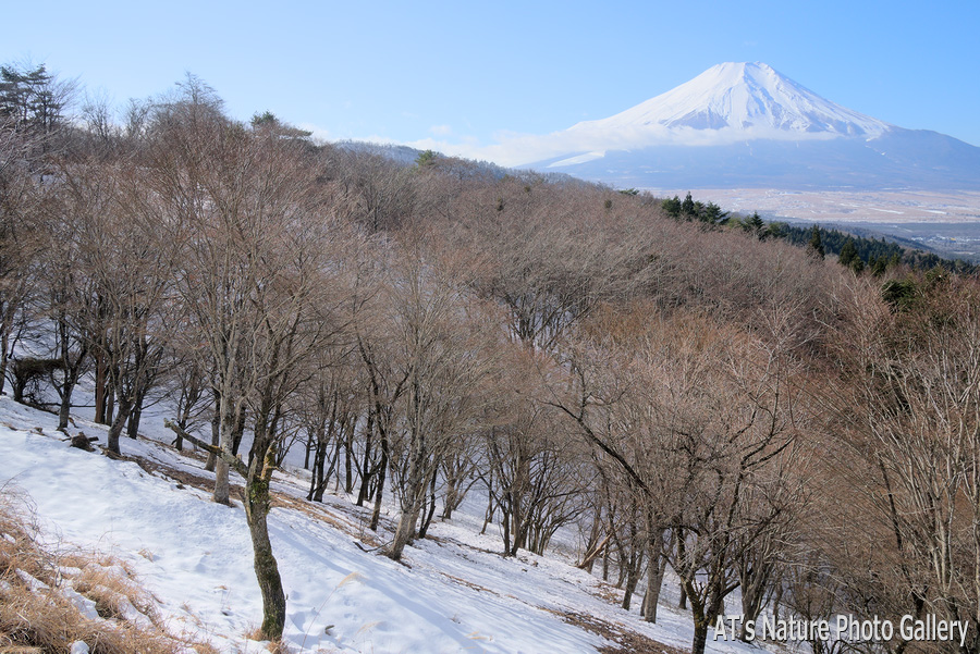 二十曲峠から富士山展望