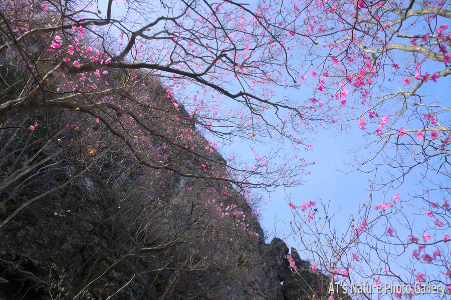 笠丸山西峰北側の岩壁とアカヤシオ／笠丸山／西上州の山、群馬県上野村