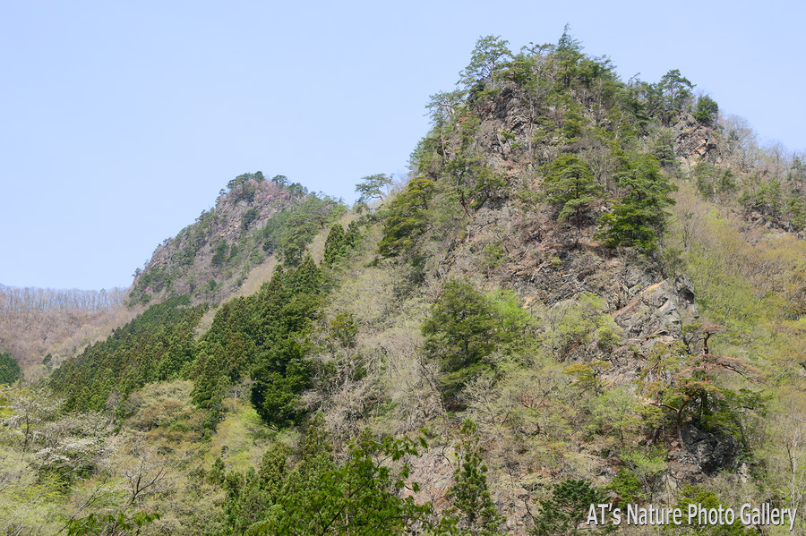 笠丸トンネル付近から見た笠丸山／笠丸山／西上州の山、群馬県上野村