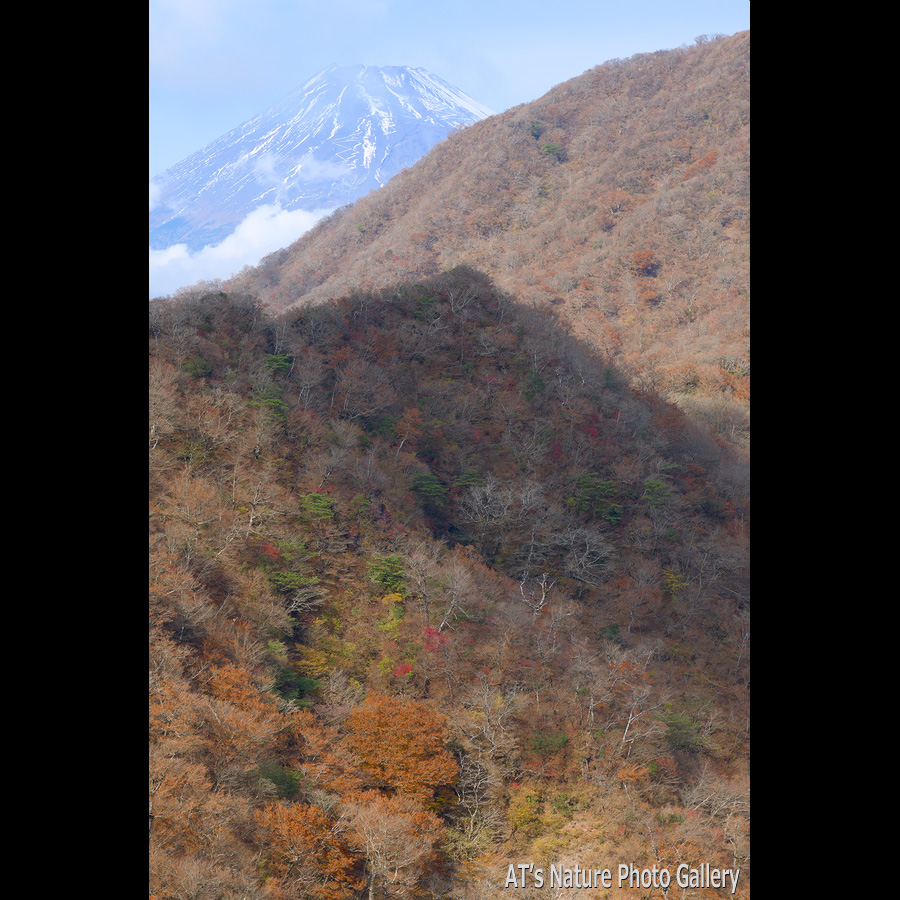 呼子岳付近から見た富士山と越前岳中腹／愛鷹山