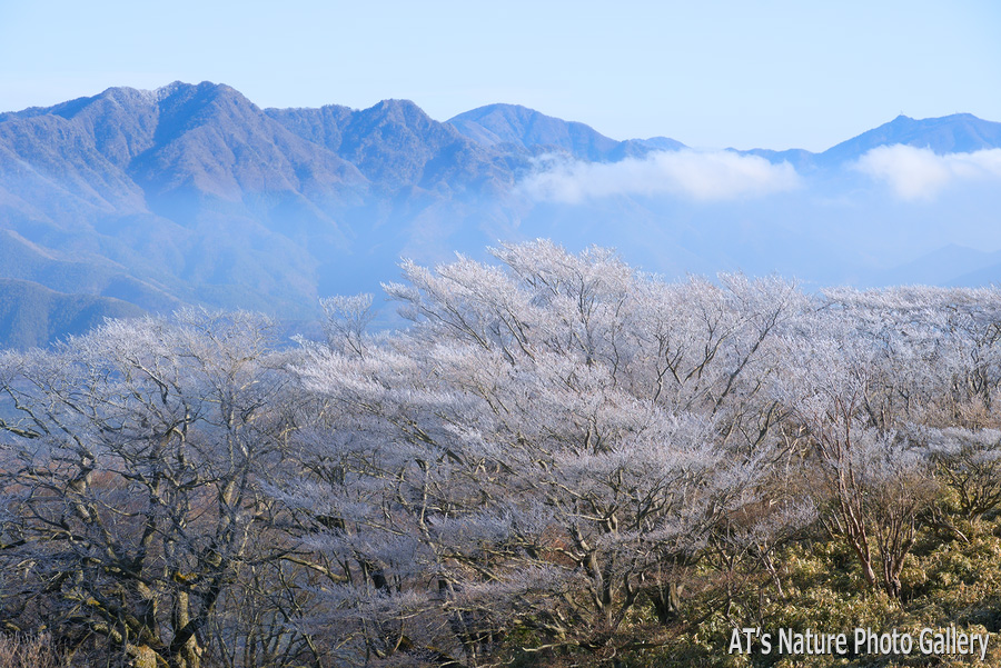 霧氷の樹木が並ぶ竜ヶ岳付近と御坂山地／竜ヶ岳とダイヤモンド富士