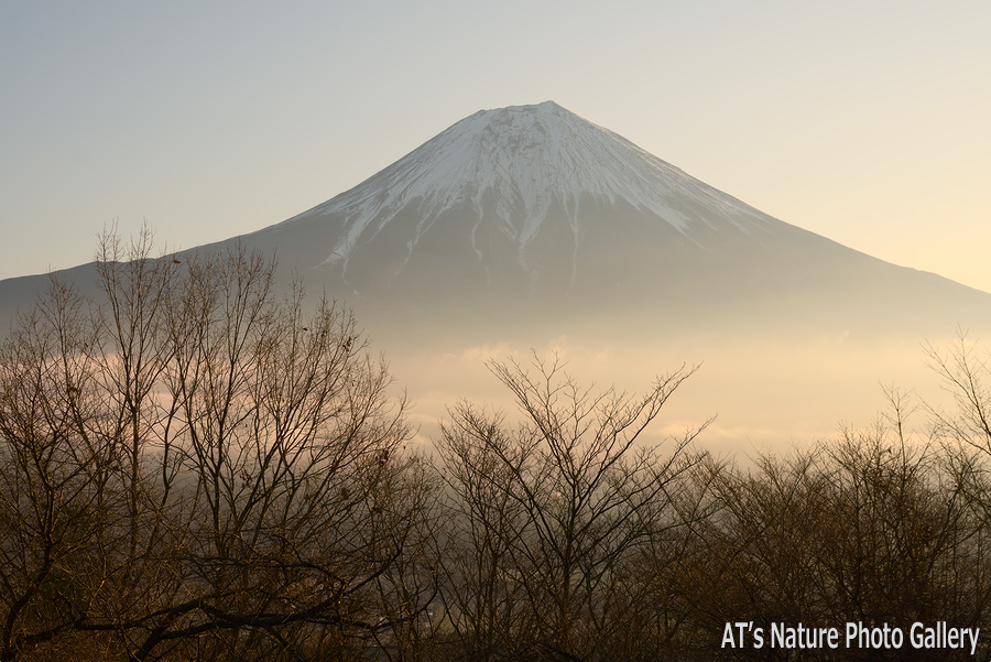 長者ヶ岳登山道から見た富士山／長者ヶ岳、天子ヶ岳