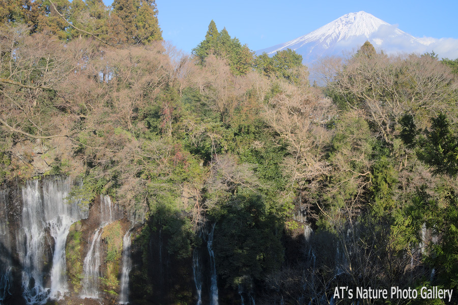 展望台から見た白糸の滝と富士山／静岡東部の滝