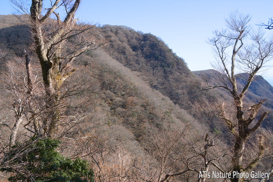 小岳中腹から見た万三郎岳と万二郎岳／天城山