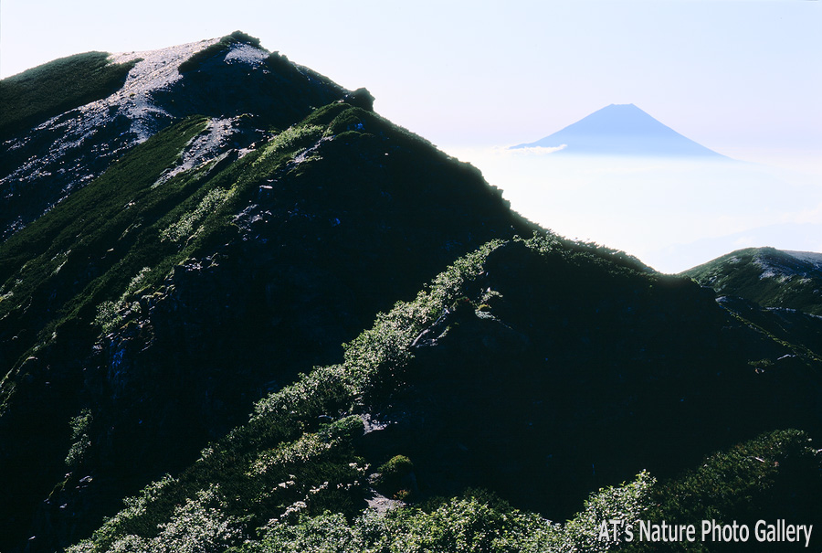 分岐から見た北俣岳と富士山／塩見岳／静岡、長野