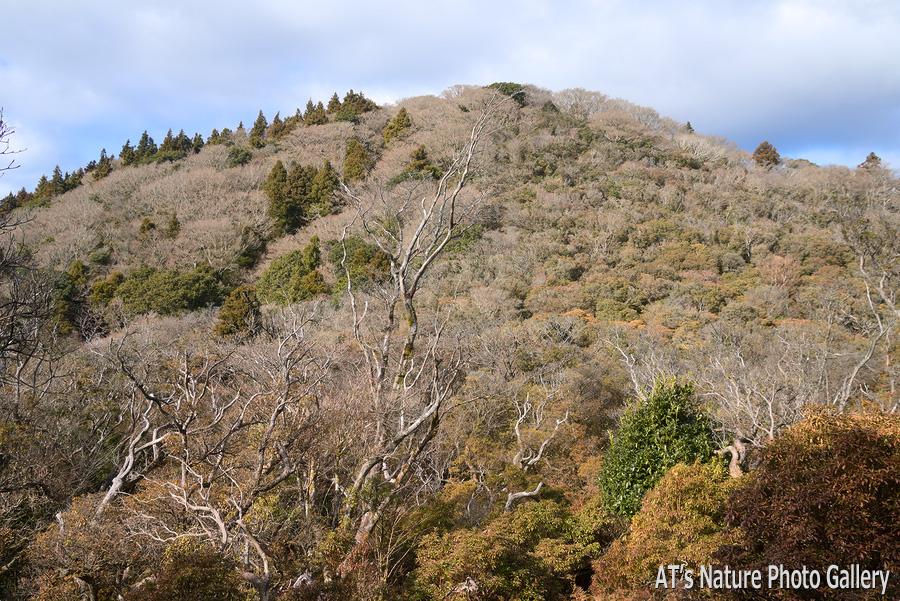 南東側から見た後藤山／猫越岳／静岡