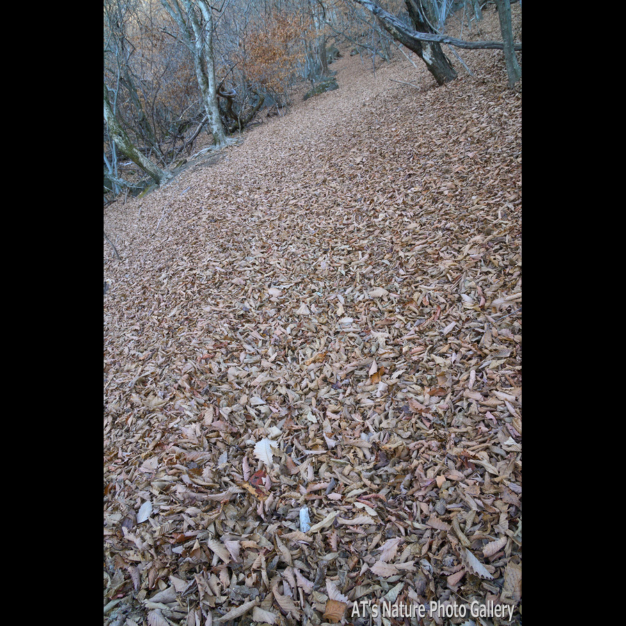 落ち葉に埋もれる女岩上部の登山道／茅ヶ岳、金ヶ岳／山梨