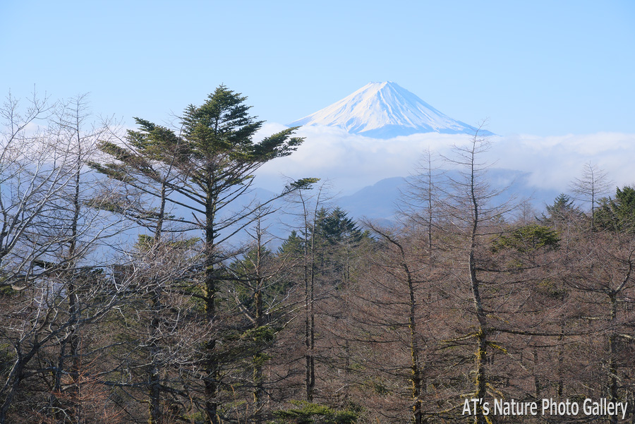 分水嶺から見た富士山／笠取山／山梨、埼玉