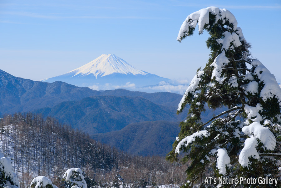 御殿岩南側中腹から見た富士山／唐松尾山／山梨、埼玉