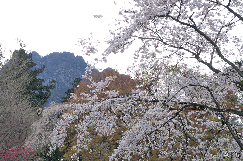 妙義神社の桜と白雲山／妙義中間道