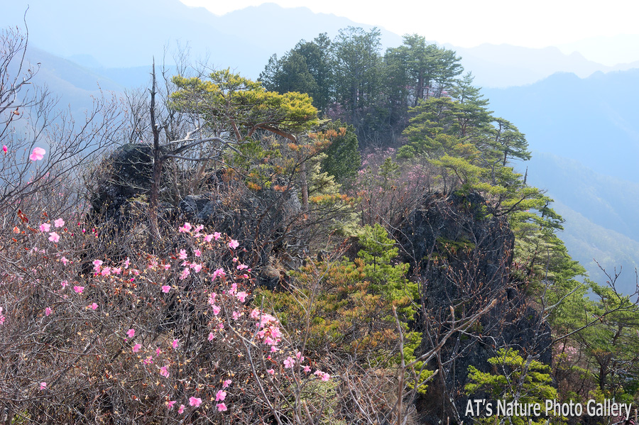 西側から見た笠丸山東峰／笠丸山／西上州の山、群馬県上野村