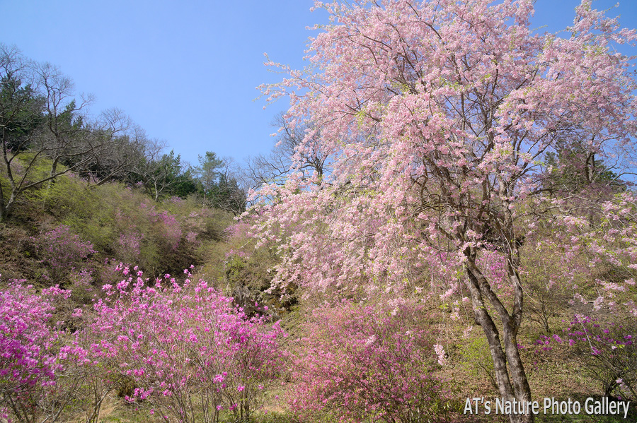 住居附集落の桜／笠丸山／西上州の山、群馬県上野村